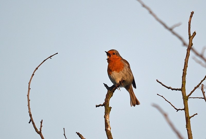 Robin - Robins