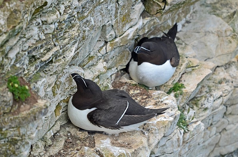 Razorbills - Auks