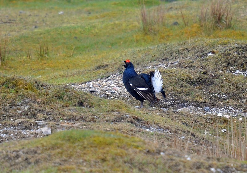 Black Grouse - Game birds