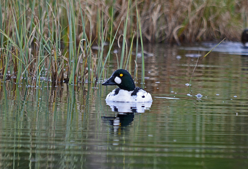 Goldeneye - North east Finland