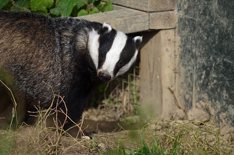 Badger - Badger