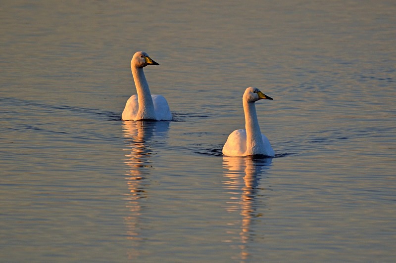 Whooper Swans - Whooper and Bewick's Swans