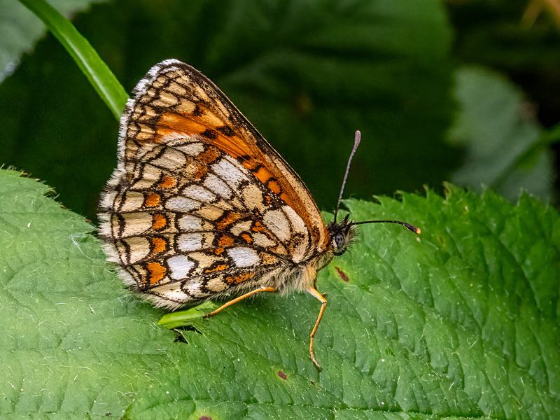 Heath Fritillary - Latest photos