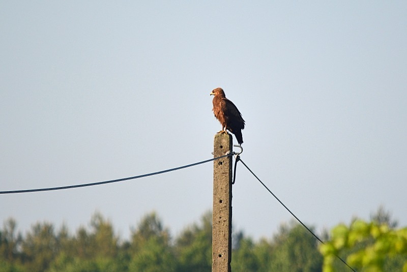 Lesser Spotted Eagle - North east Poland - May 2013