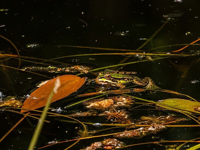 Edible Frog - Frogs and toads
