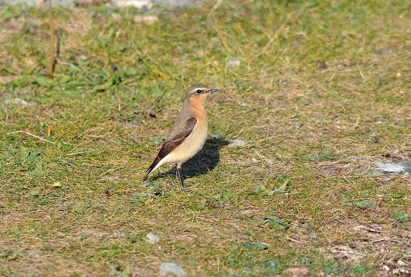 Northern Wheatear - Chats