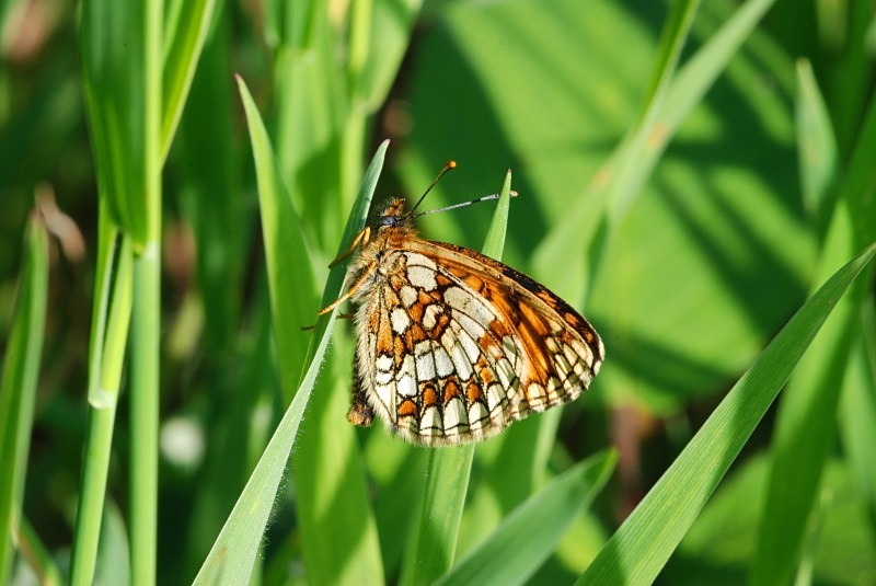 Heath Fritillary - Butterflies