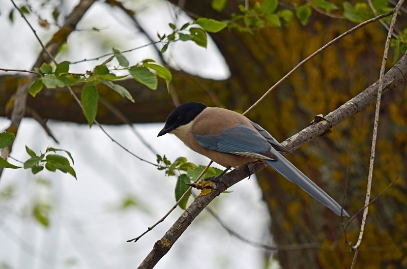 Azure-winged Magpie - South and west Spain - April and May 2012