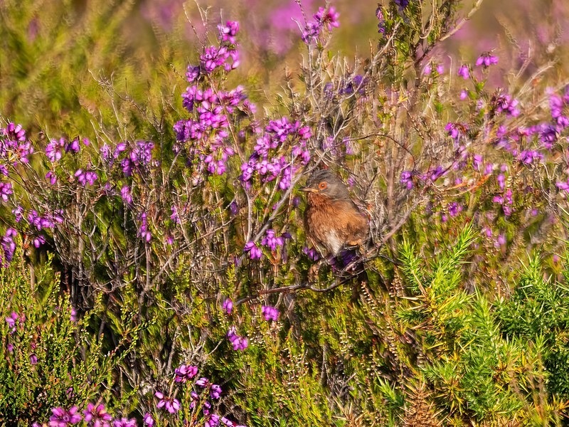 Dartford Warbler - Warblers