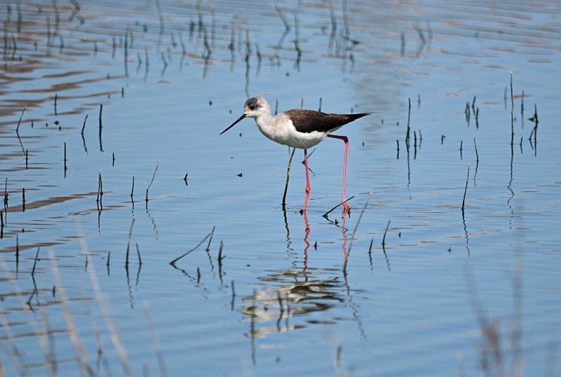 Black-winged Stilt - South and west Spain - April and May 2012