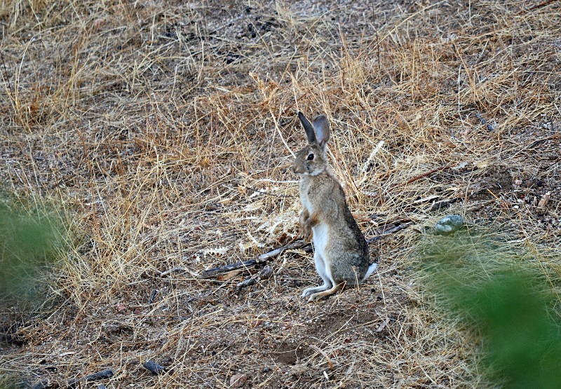 Rabbit - South Spain - September 2013