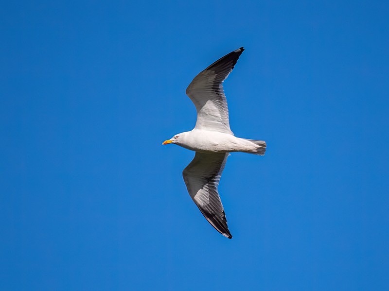 Herring Gull - Gulls