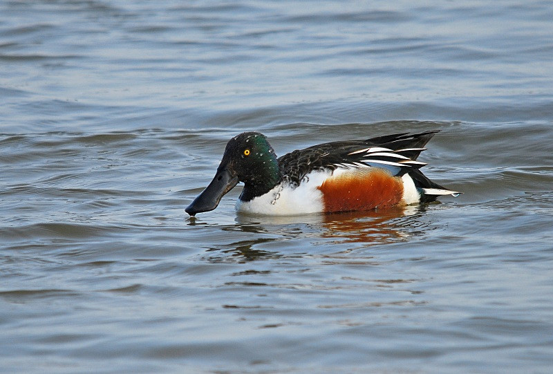 Shoveler - Dabbling ducks