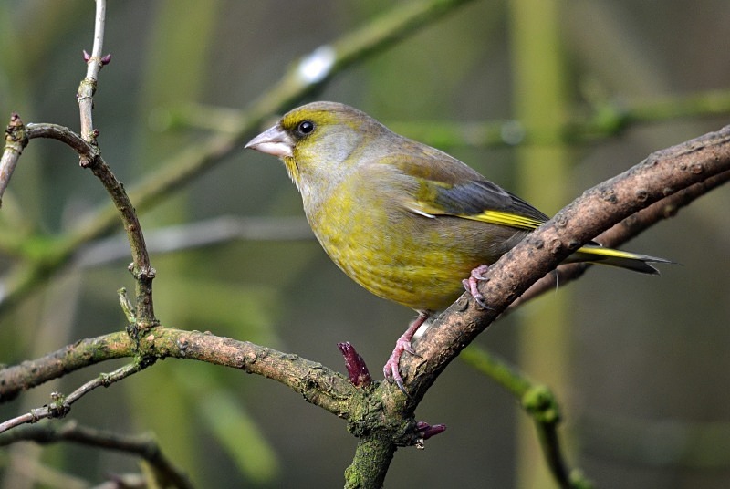 Greenfinch - Finches