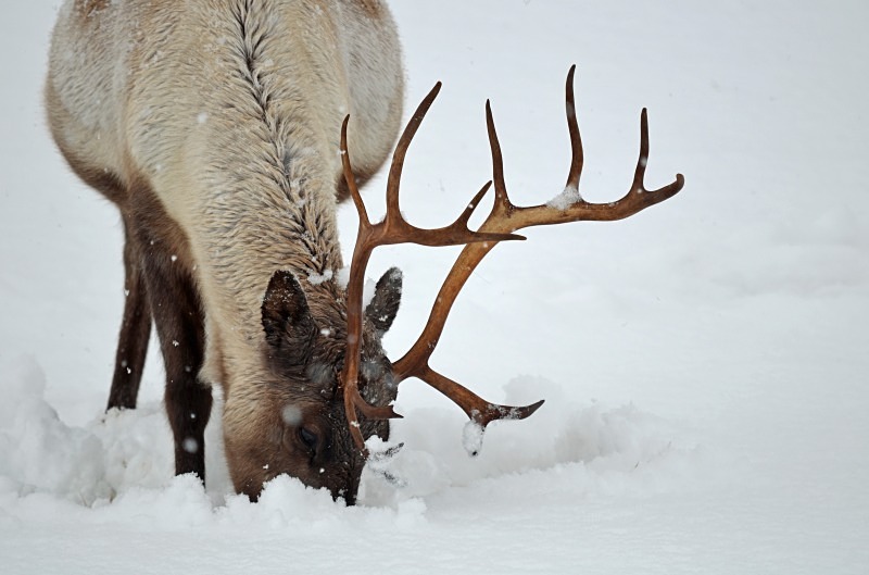 Reindeer - North Norway - March 2012