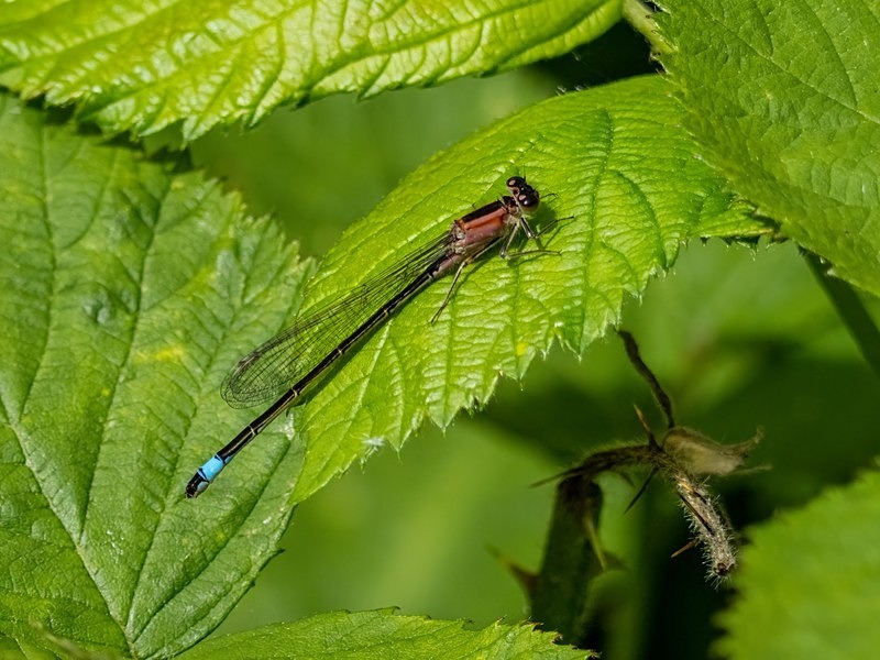 Blue-tailed Damselfly - Dragonflies and damselflies
