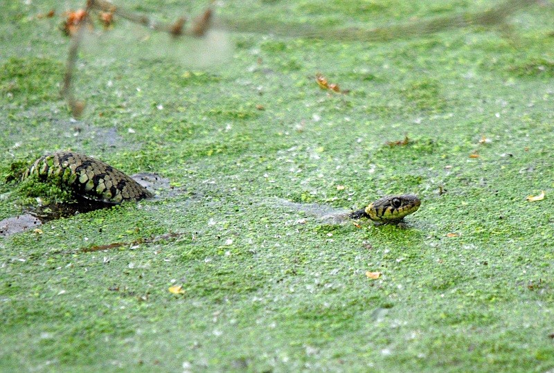Grass Snake - Snakes