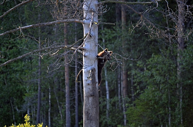 Brown Bear cub - North Finland - part 2