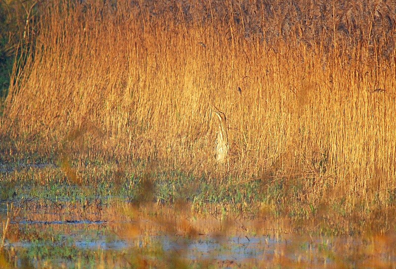 Bittern - Herons and egrets