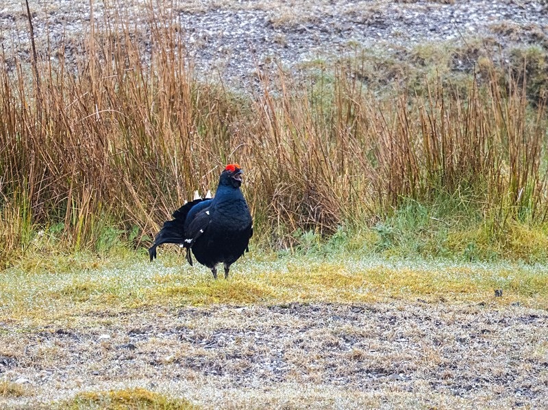 Black Grouse - Game birds