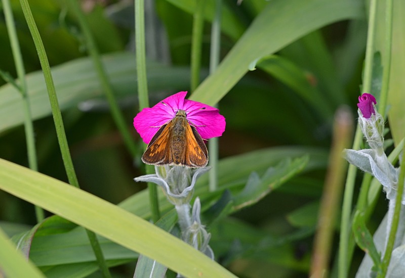 Large Skipper - Butterflies
