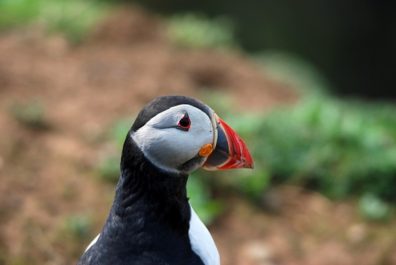 Puffin - Puffins