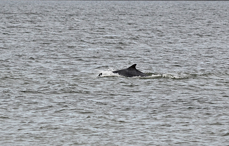 Bottlenose Dolphin - Whales and dolphins