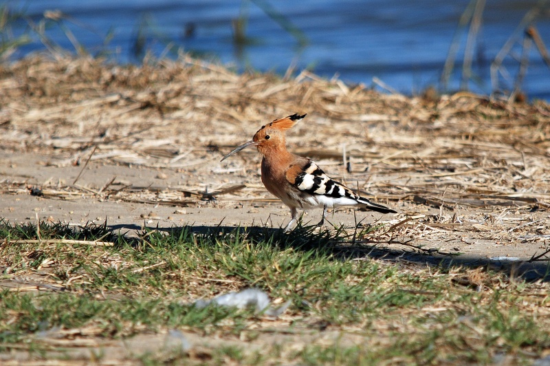 Hoopoe - Catalunya