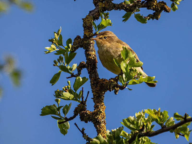 Chiffchaff - Latest photos