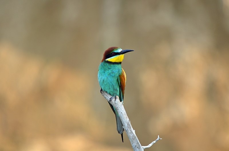European Bee-eater - Bulgaria