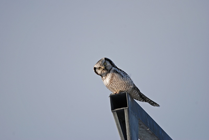Northern Hawk Owl - Finland