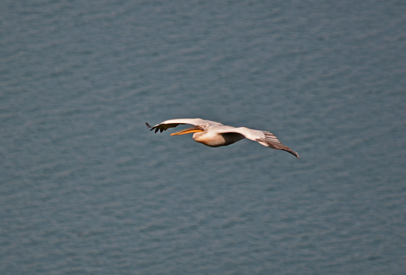Dalmatian Pelican - West Macedonia