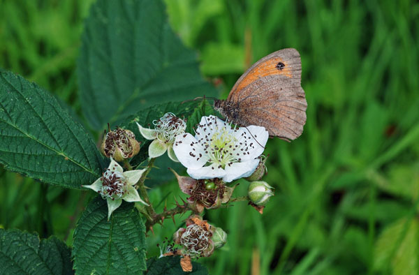 Meadow Brown - Butterflies