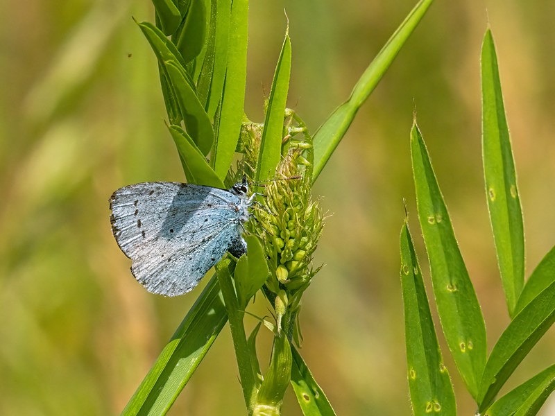 Holly Blue - Butterflies