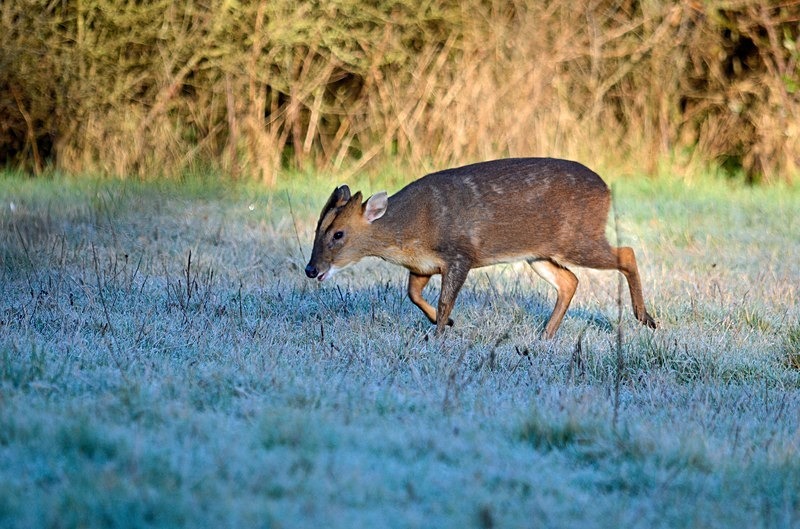Reeves' Muntjac - Other deer