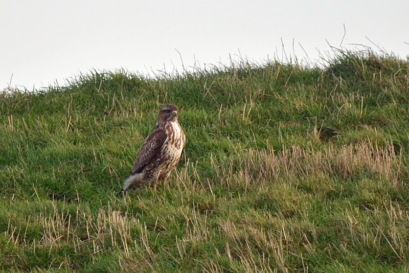 Common Buzzard - Netherlands - December 2019