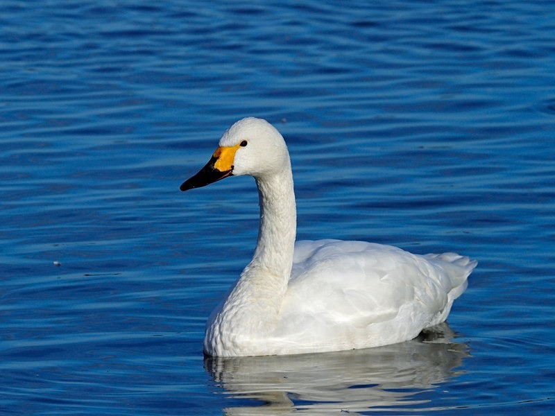 Bewick's Swan - Whooper and Bewick's Swans