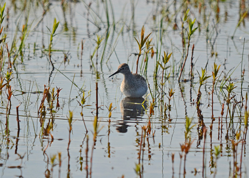 Wood Sandpiper - Estonia