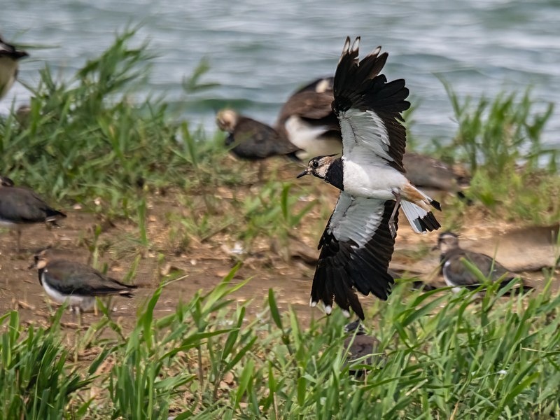 Lapwing - Plovers