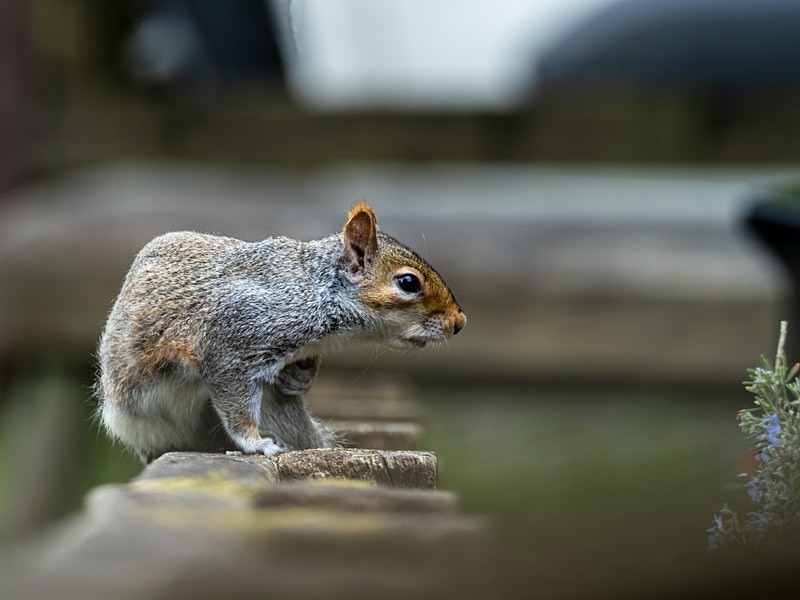 Grey Squirrel - Grey Squirrels