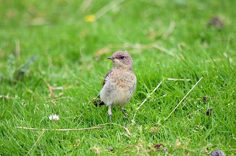 Northern Wheatear - Chats