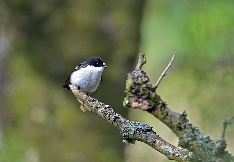 Pied Flycatcher - Flycatchers