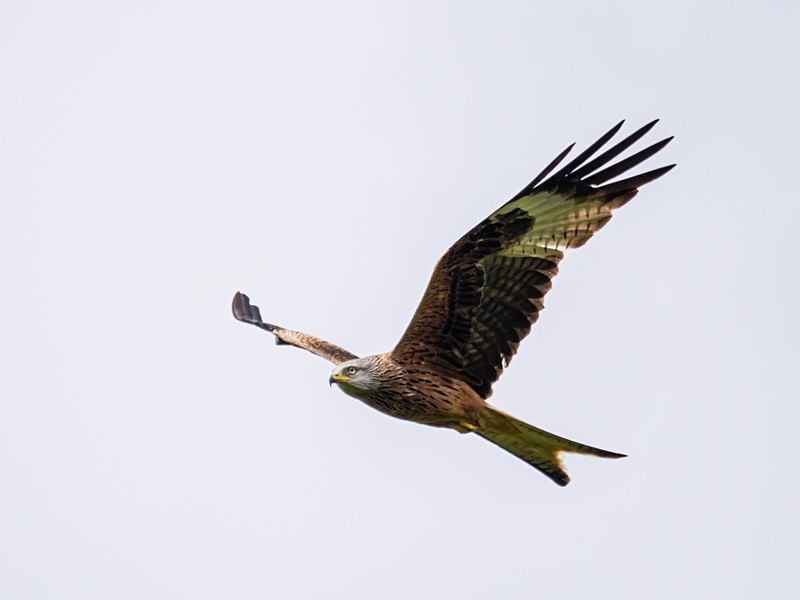 Red Kite - Birds of prey
