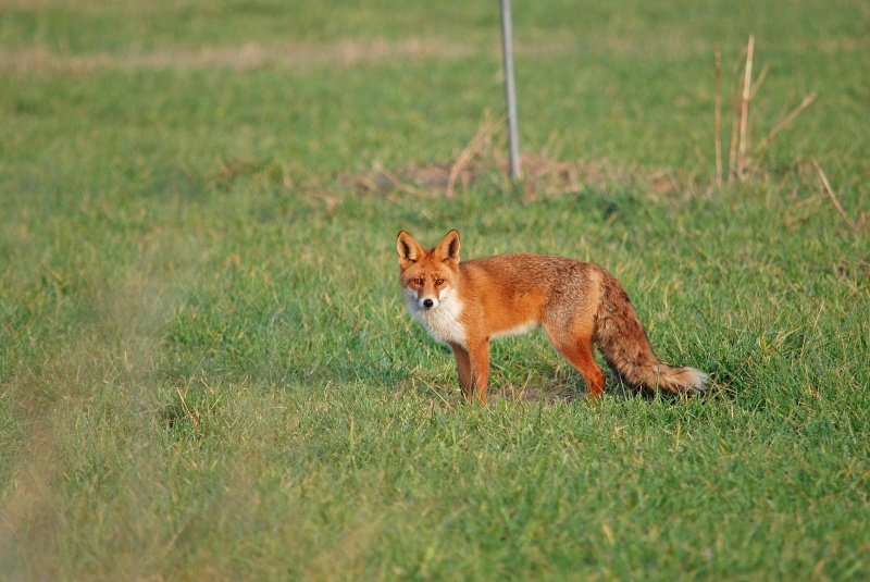 Red Fox - Aragon