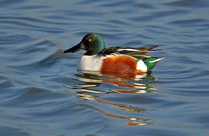 Shoveler - Dabbling ducks