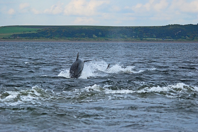 Bottlenose Dolphin - Whales and dolphins