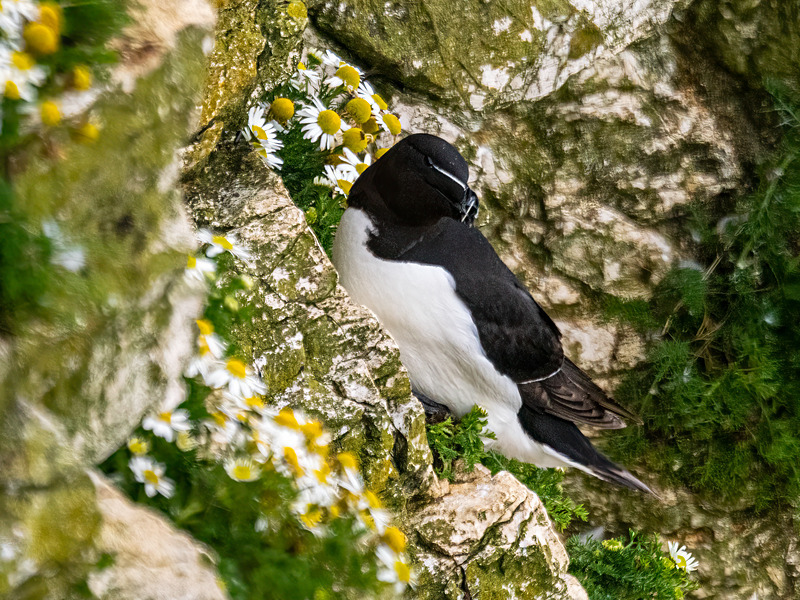 Razorbill - Latest photos