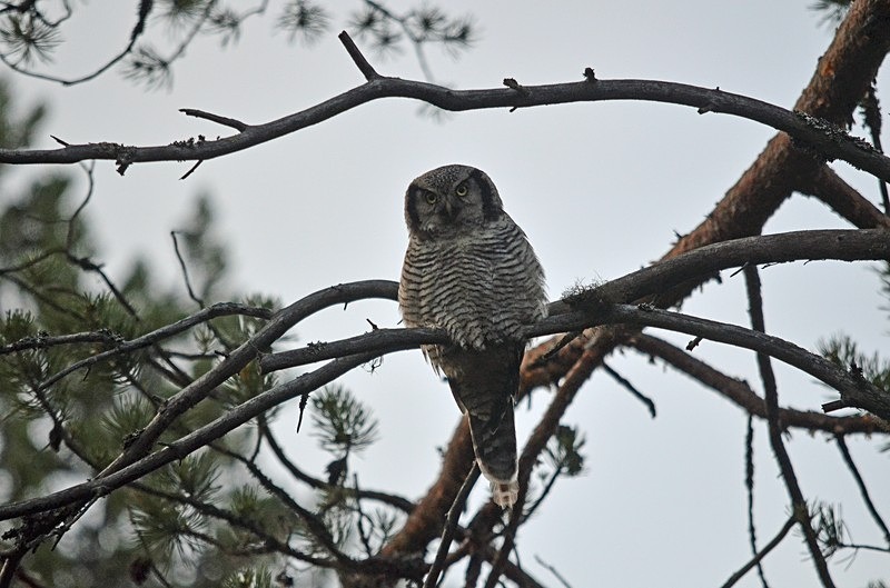 Northern Hawk Owl - North Finland - part 2