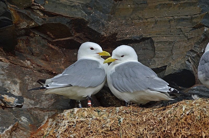 Kittiwakes - North Norway