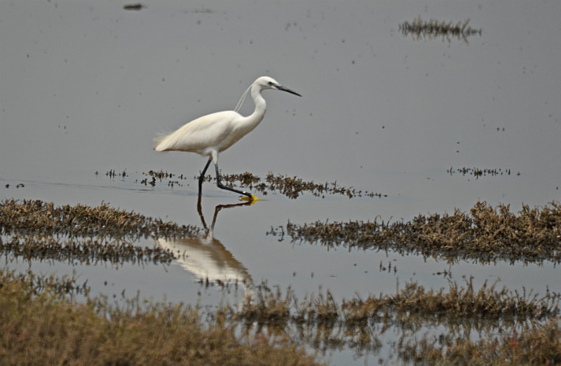 Little Egret - Central Macedonia